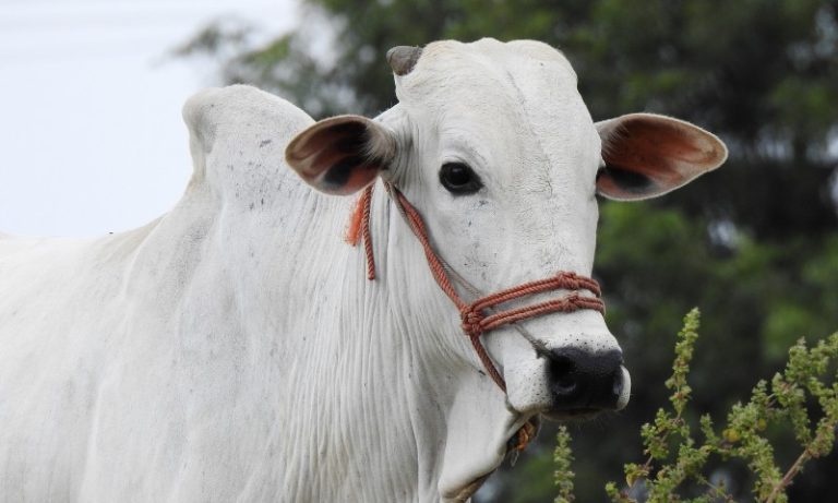 Vaca brasileira é mais cara do mundo