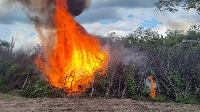 Ação conjunta da PF e Polícia Militar de Pernambuco destrói 47 mil pés de maconha