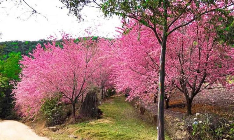 Bosques de cerejeiras cancelam visitação no ES