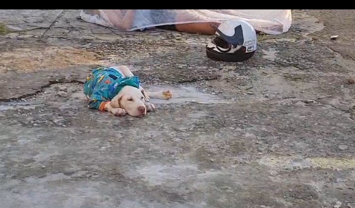 Cachorrinho do acidente passa bem e aguarda contato da família dos seus donos