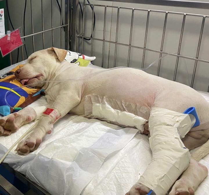 Cãozinho resgatado de acidente grave no Pina se recupera bem de cirurgia