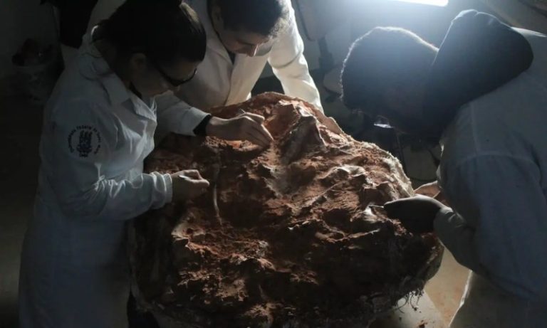 Fóssil de dinossauro de 230 milhões de anos é descoberto após chuvas no RS