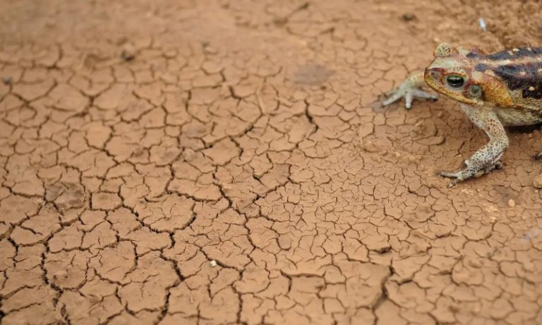 Mais de mil cidades do Brasil enfrentam seca severa ou extrema