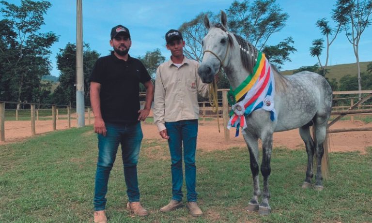 Massagem e MPB para tirar cavalos do tédio