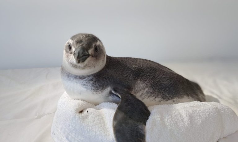 Pinguins aparecem mortos em Guarapari