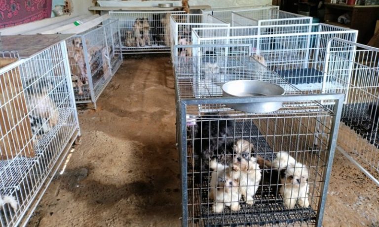 Polícia encontra 192 cães com sinais de maus-tratos dentro de canil em Viana