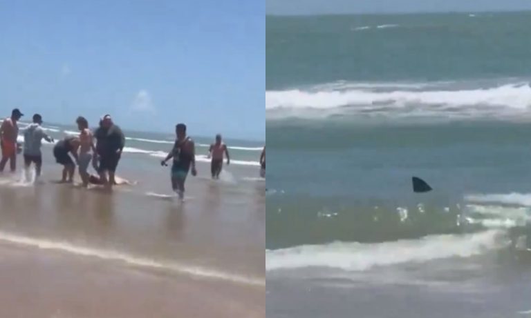 Quatro pessoas ficam feridas após ataque de tubarão em praia dos EUA