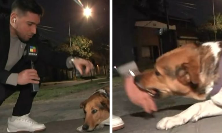 VÍDEO | Repórter acaricia cachorro de rua, mas é mordido ao vivo