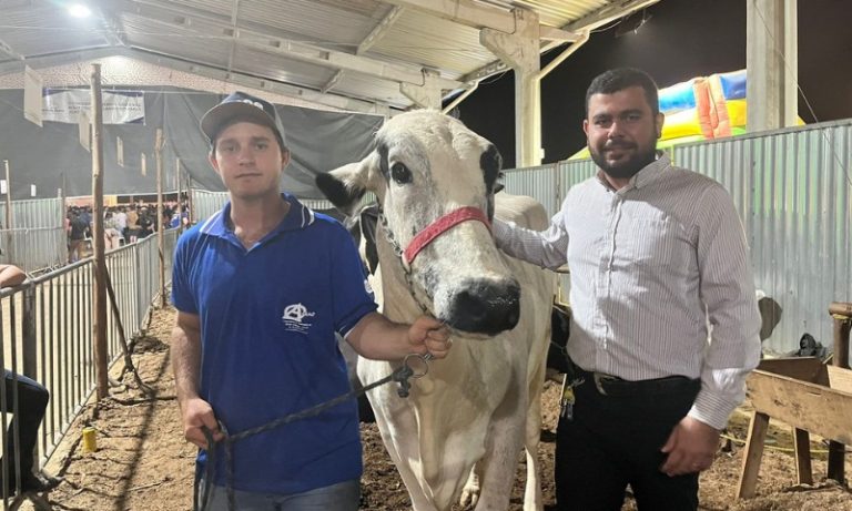 Vacas produzem mais de 70 kg de leite por dia e vencem concurso no ES