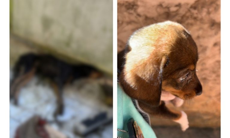Após denúncia, tutor é preso por maltratar e abusar de cães em Vila Velha