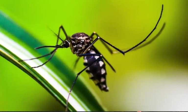 Dengue já matou 40 pessoas este ano no ES