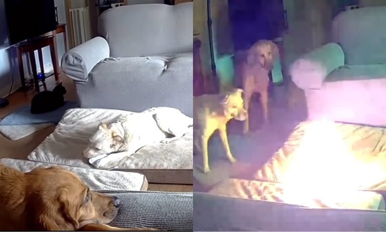 Cão mastiga carregador de celular portátil e põe fogo em casa nos EUA