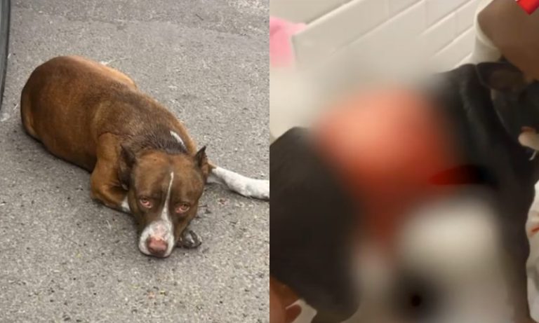 Em menos de 24 horas, dois ataques de pitbull são registrados na Grande Vitória