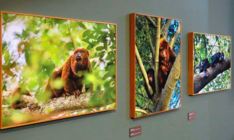 Exposição com fotos e sons do “mundo dos macacos” em Santa Teresa