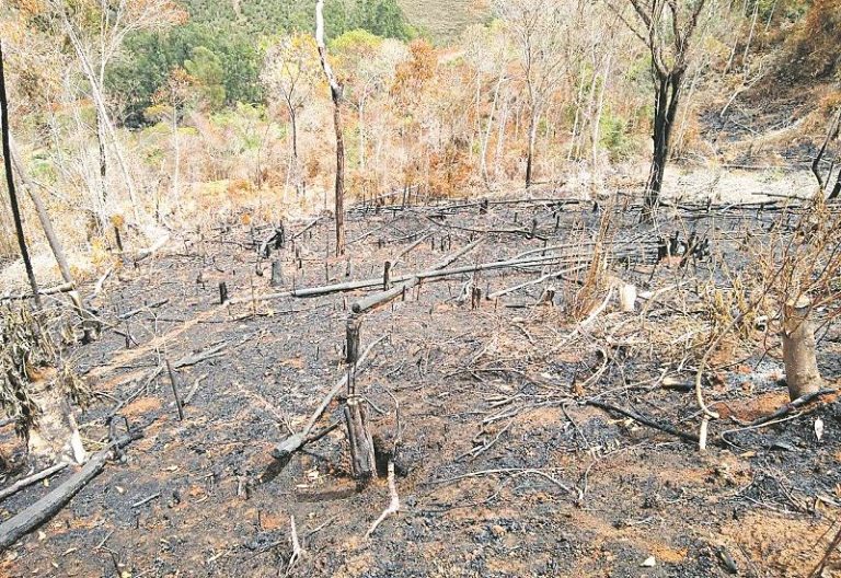 FPA cobra punição severa para crime de incêndio e quer aprovação do pacote antifogo
