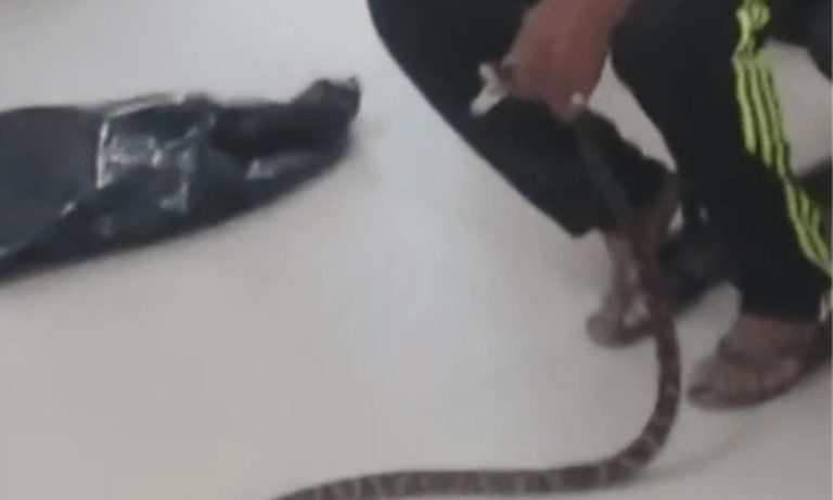Homem é mordido por jararaca e leva cobra com ele para UPA