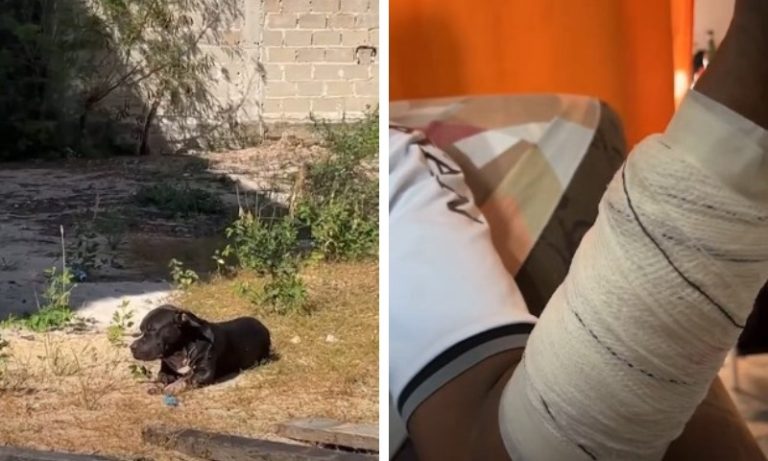 Pitbull é baleado depois de atacar homem no Sul do ES