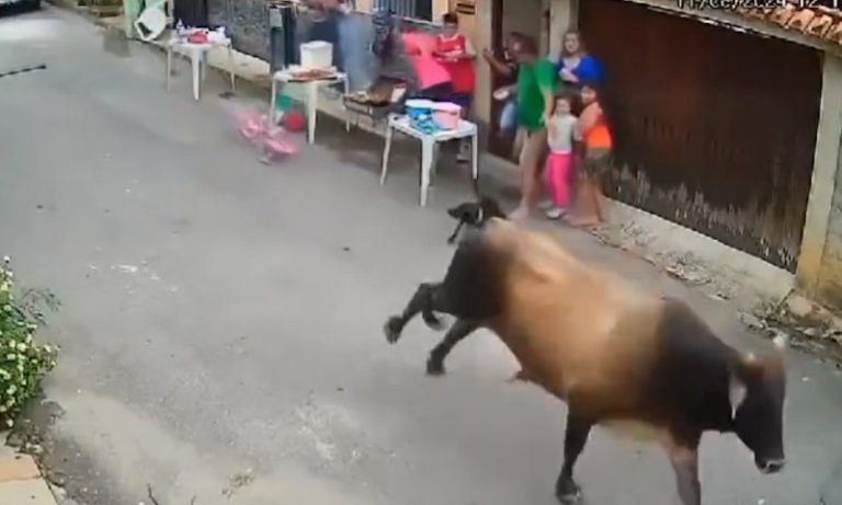 VÍDEO | Boi solto assusta moradores em Cachoeiro de Itapemirim