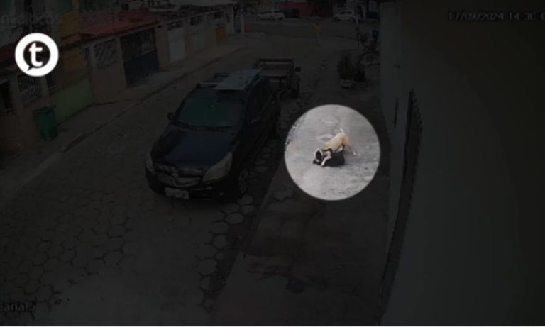 Vídeo I Cachorro de grande porte ataca cão pequeno em Jardim Camburi