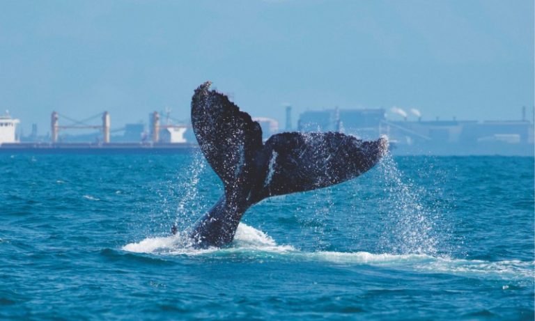 Capital capixaba dá show de beleza na terra e no mar