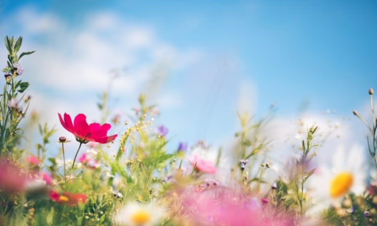 É primavera!