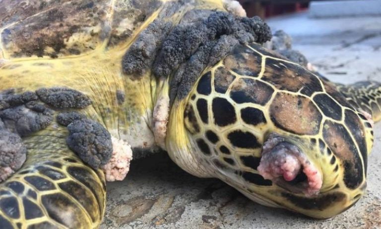 Estudo relaciona deformidades em tartarugas e peixes no ES a rejeitos de Mariana