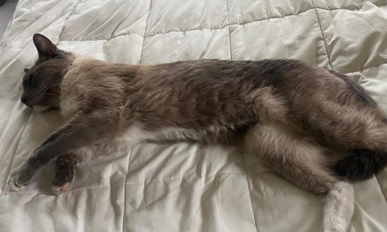 Gato anda mais de mil quilômetros até voltar para casa após 2 meses nos EUA