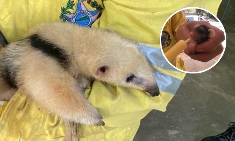 Incêndios no ES: animais são resgatados em parque estadual no Sul do Estado