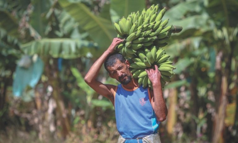 Luta contra fungo que pode extinguir bananas