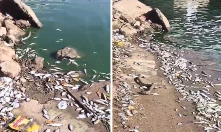 Moradores registram peixes mortos em píer de Jacaraípe