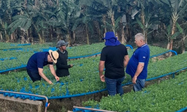 Notícias do Campo destaca hidroponia, agroecologia e turismo rural em Pernambuco