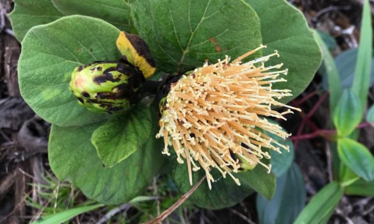 Nova espécie de margarida é descoberta no ES