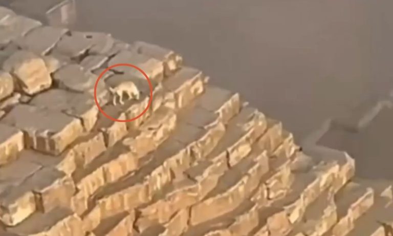 Cachorro é flagrado no topo de Pirâmide no Egito; veja vídeo