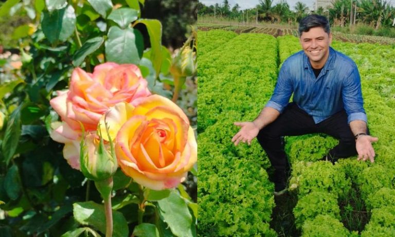 Produção de rosas, clima e cultura no campo: destaques da agricultura em Pernambuco