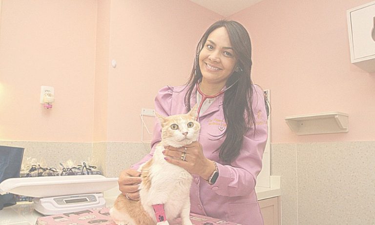 Gatos estressados e ansiosos? Tem tratamento!
