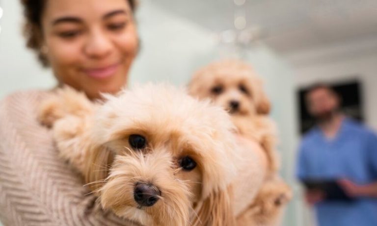 Inovação e sustentabilidade: Sebrae mostra o futuro do mercado pet na Petnor