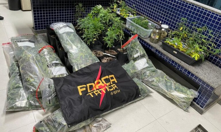 Polícia apreende 300 pés de maconha em laboratório montado em imóvel de Vila Velha