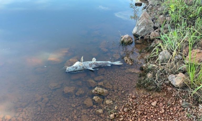 Testes para investigar morte de peixes em lagoa do Sul do ES