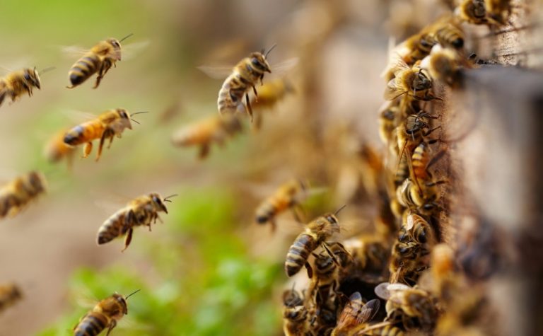 Ataque de abelhas causa acidente com quatro feridos em estrada no Noroeste do ES