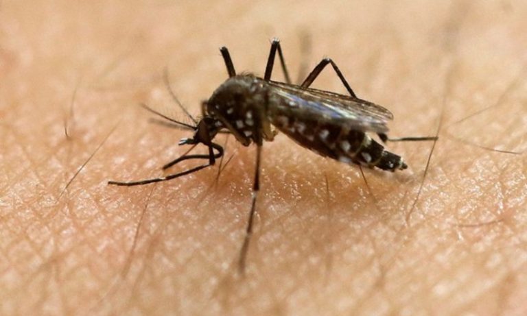 No Brasil, mortes por dengue em 2024 superam total dos oito anos anteriores
