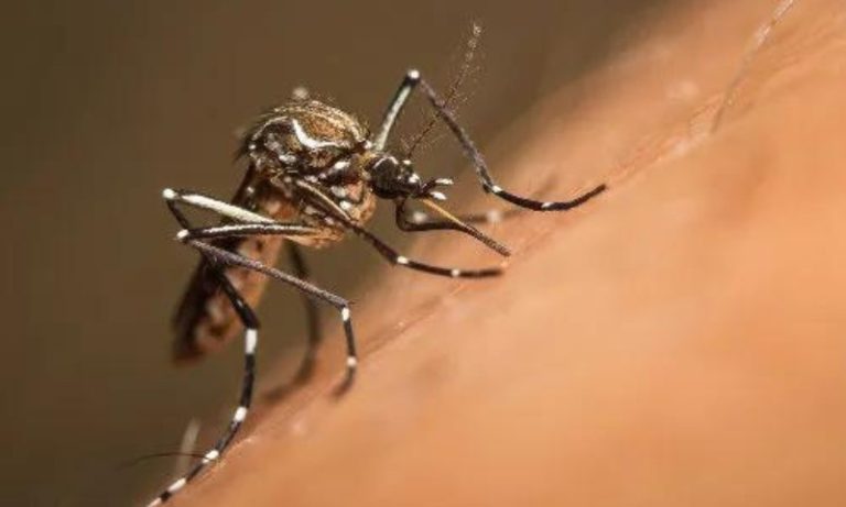 Primeira morte por Febre de Oropouche é confirmada no ES