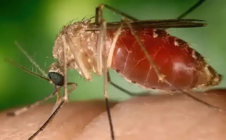 Febre oropouche chegou a 22 Estados e ultrapassou 11 mil casos em 2024