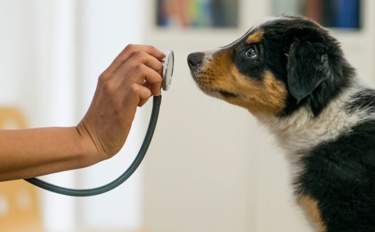 Guarapari tem vagas para atendimento veterinário gratuito. Veja como agendar