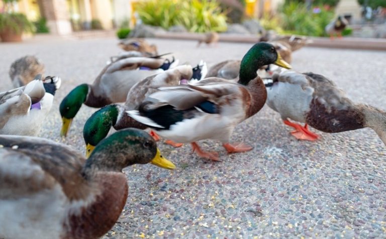 Há mil anos, indígenas da Amazônia combinavam plantio de milho e criação de patos
