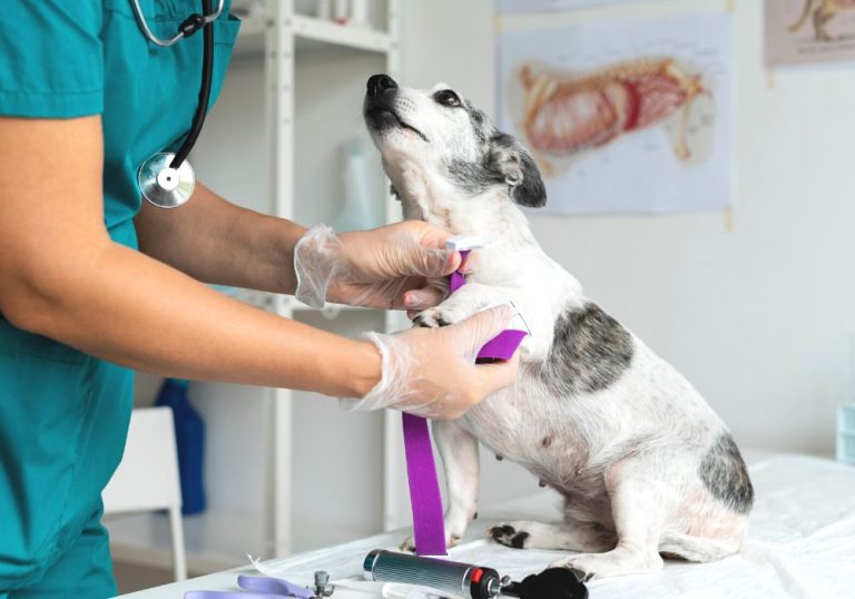 Ifes vai ter curso de Medicina Veterinária com seleção por prova de Redação