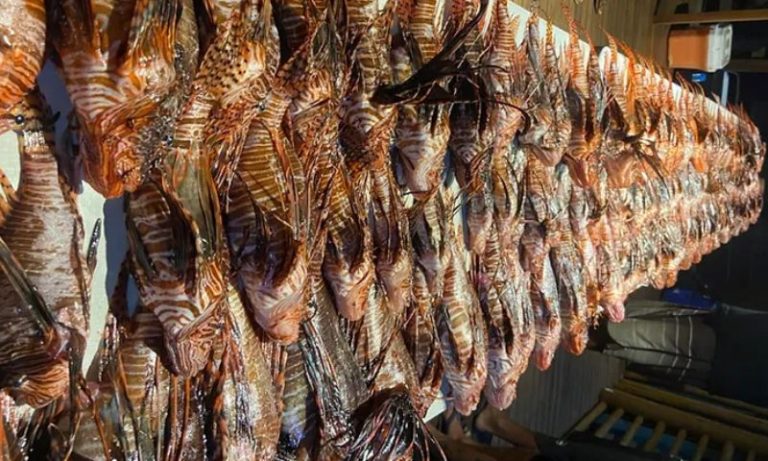 Operação faz captura recorde em Fernando de Noronha de 140 peixes-leão