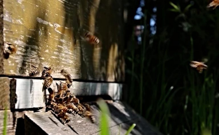VÍDEO | Abelhas atacam socorristas e vítimas de acidente na Rodovia do Sol