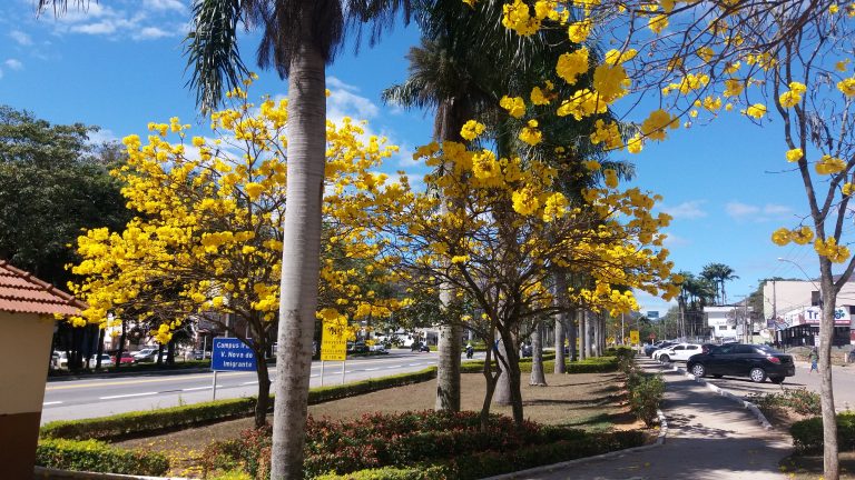 Ações para uma cidade cada vez mais verde