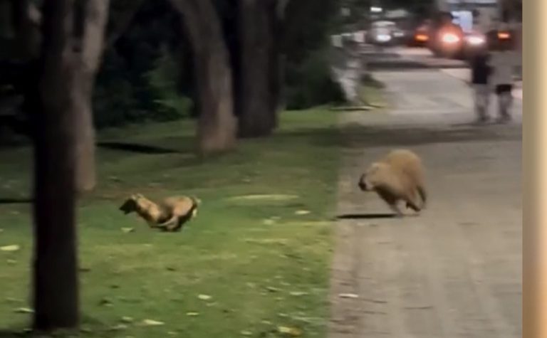 Amizade pet: Vídeo de capivara e cachorro brincando em Colatina viraliza na web