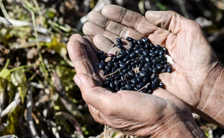 Cresce produção de arroz e feijão no ES